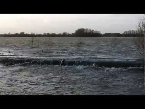 Youtube: A Seal at RSPB Fen Drayton Lakes, Cambridgeshire. HD Video.