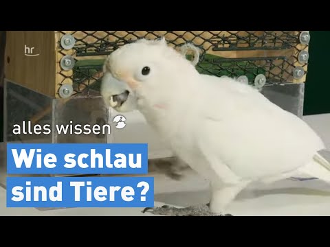 Youtube: Sind Tiere viel cleverer als gedacht? | alles wissen