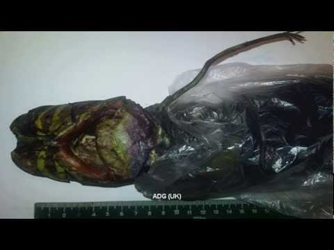 Youtube: Dead Alien Snatched In Russia 2011 HD