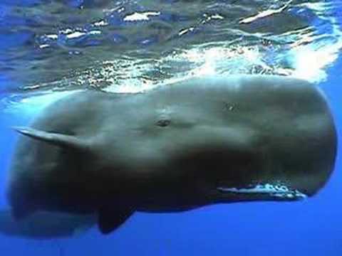Youtube: Wale ,König der Meere