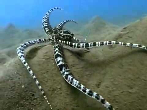 Youtube: The Indonesian Mimic Octopus