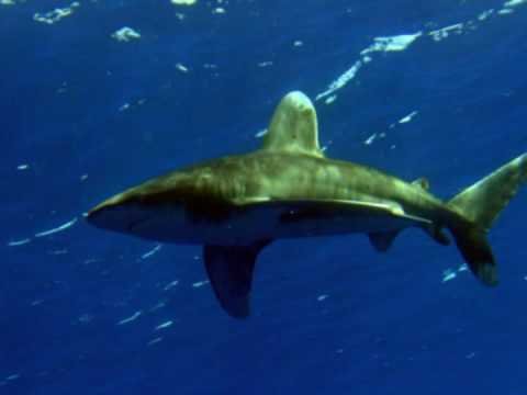 Youtube: Deep Blue - red sea diving safari 2008