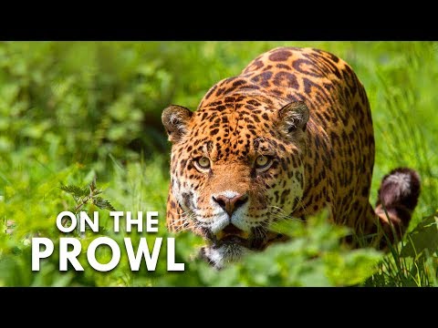 Youtube: The Weird Wildlife Of Costa Rica | Animalogic Wild