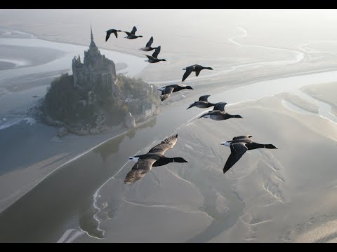 Youtube: Amazing flights with birds on board of a microlight. Christian Moullec avec ses oiseaux