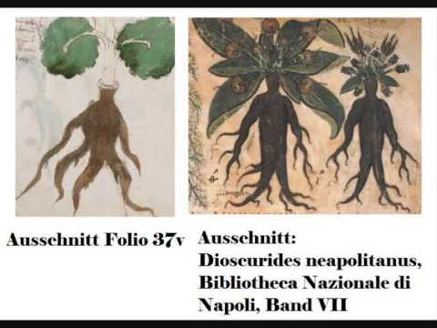 Youtube: 7. Voynich Manuscript MS408 *entschlüsselte Pflanzen*