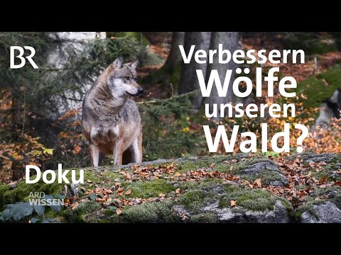 Youtube: Was bringt uns der Wolf? - Artensterben in Deutschland | Doku | ARD Wissen | BR