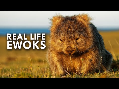 Youtube: Wombats Look Like Real Life Ewoks