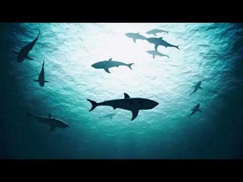 Youtube: The Doppelgangaz - Feed The Sharks (Lyric Video)