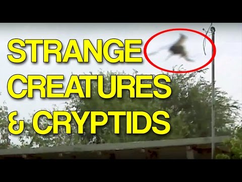 Youtube: More Strange Creatures and Cryptids Caught on Tape