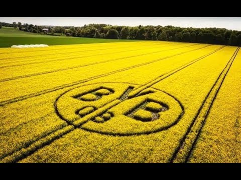 Youtube: The BVB rapeseed field | 🌱 | Crazy idea of two Dortmund fans
