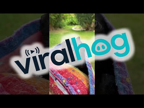 Youtube: Flying Fox Sneezes || ViralHog
