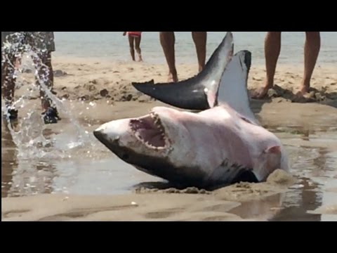 Youtube: GREAT WHITE SHARK BEACHES IN CAPE COD Amazing Footage!!!