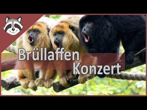 Youtube: Brüllaffen in Apenheul geben ein Konzert