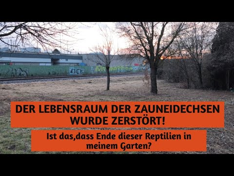 Youtube: Der Lebensraum der Zauneidechsen wurde zerstört! Ist es das Ende ?? 