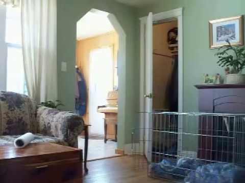 Youtube: Insane poltergeist activity terrifies dogs