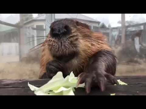 Youtube: Beaver eating cabbage