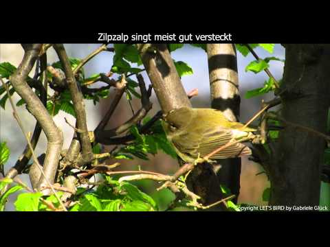 Youtube: Zilpzalp mit Gesang - Chiffchaff singing (1080p HD)