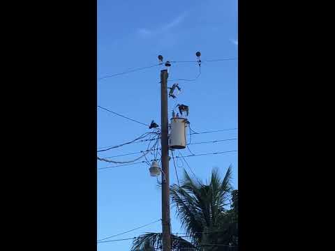 Youtube: Bird electric