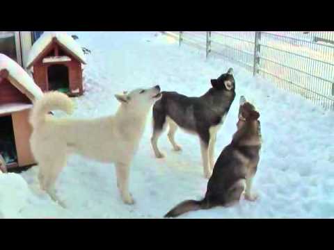 Youtube: Husky`s heulen