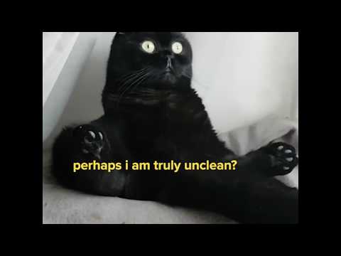Youtube: Existential Crisis Cat