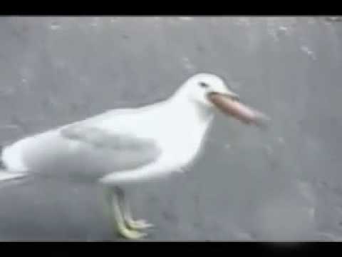 Youtube: Funny Video - Bird Swallows Hot Dogs!