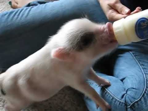 Youtube: Hamlet the Mini Pig - Wants His Bottle!!!