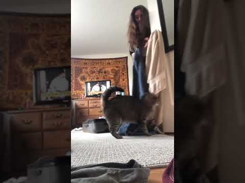 Youtube: Cat attacks its owner after she tried to fit into a suitcase