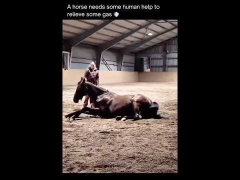 Youtube: 🐎 💨