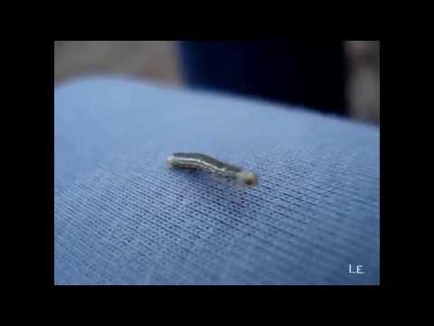 Youtube: Cute little Caterpillar crawling ❤ Süße kleine Raupe krabbelt