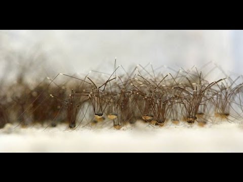 Youtube: Spinnenhaufen Weberknecht  Thousands of spiders