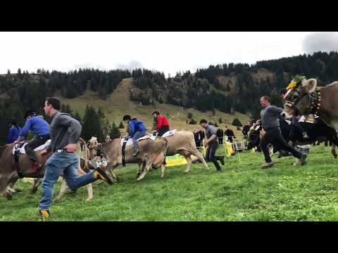 Youtube: Kühe rennen um die Wette