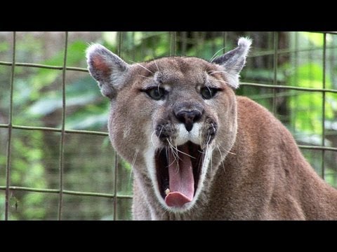 Youtube: Funny Crazy BIG CAT SOUNDS!