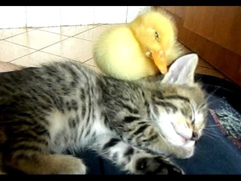 Youtube: My Cute Duckling And Kitten Sleeping Together [ORIGINAL]