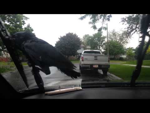 Youtube: Crow riding windshield wipers