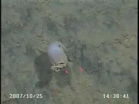 Youtube: Dumbo Octopus at the FeMO Microbial Observatory