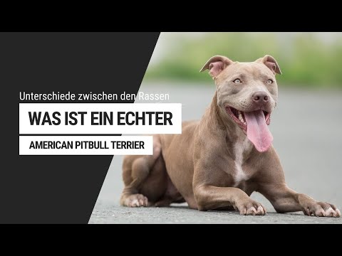 Youtube: Was ist ein echter "PITBULL" ? Unterschiede:  American Bully - Amstaff - Staffbull