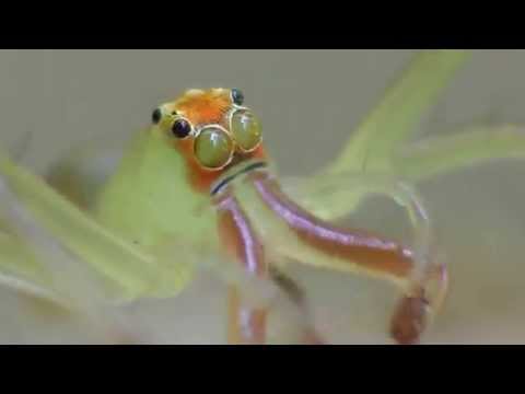 Youtube: Magnolia Jumping Spider-Male