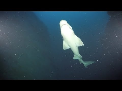 Youtube: Sixgill Shark Sighting at 420 feet | California Academy of Sciences