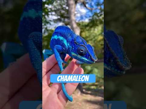 Youtube: Das Chamäleon – lautlos, langsam, legendär