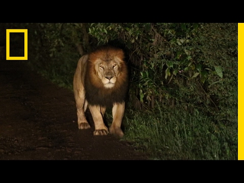 Youtube: A Riveting Encounter with a Rare Black-Maned Lion | National Geographic