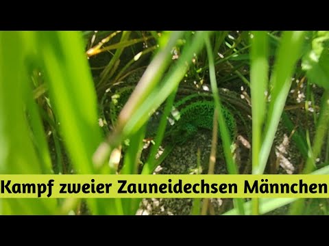 Youtube: Kampf zweier Zauneidechsen Männchen, Lacerta agilis agilis