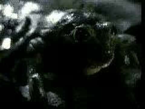Youtube: Original Budweiser Frogs Commercial