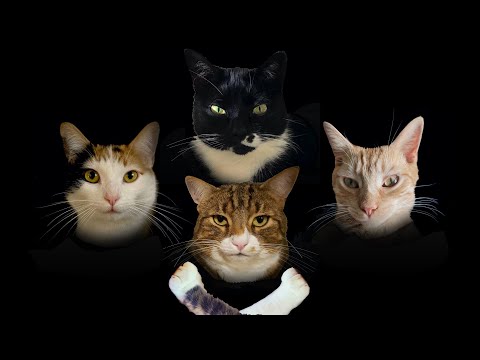 Youtube: Bohemian Catsody - A Rhapsody Parody Song for Every Cat Queen and King!