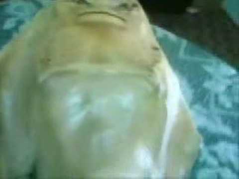 Youtube: alien fish