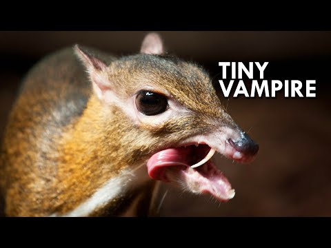 Youtube: Chevrotain: The 12 Inch Ungulate