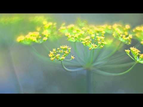 Youtube: Poetry of light