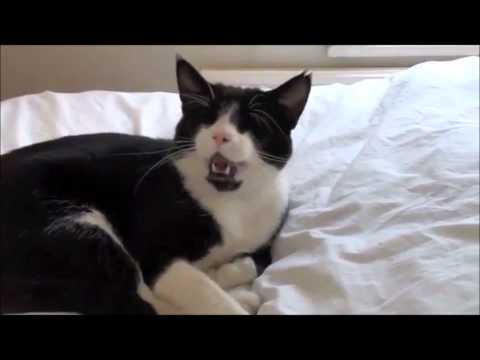 Youtube: Sneezing Cats Compliation