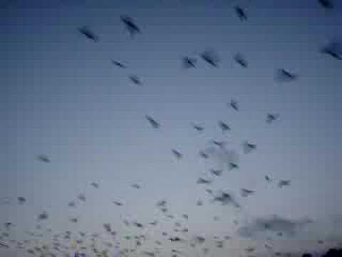 Youtube: Birds in the sky
