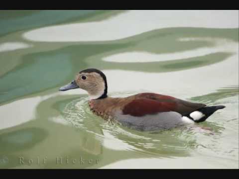 Youtube: Ganz Schön Feist - Enten (acapella)