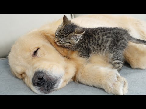 Youtube: How a Kitten Wakes Up a Sleeping Golden Retriever